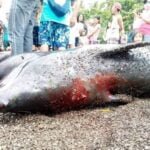 Blast fishing, dahilan ng pagkamatay ng mga balyena – BFAR