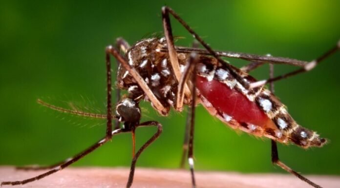 Dengue cases in Bicol drop by 72%